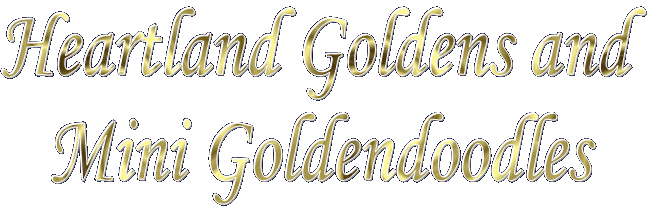 Heartland Goldens and Mini Goldendoodles